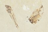 Fossil Mantis Shrimp (Pseudosculda) with Four Fish - Lebanon #200641-4
